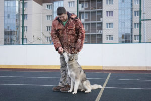 Дрессировка собак в Белгороде